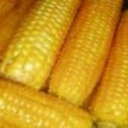 Кукуруза “Любава 279“ среднеранняя фото