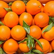 Апельсин Египет, ЮАР