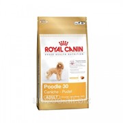 Сухой корс для собак Royal Canin Poodle 30 1,5 кг фотография