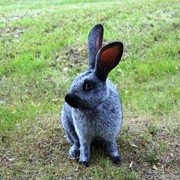 Кролики серебристые фото