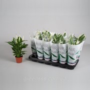 Спатифиллум Шопен -- Spathiphyllum Chopin фото