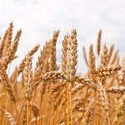Пшеница твердая фото