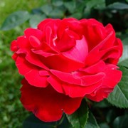 Роза спрей Таманго (Tamango) фотография