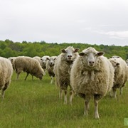 Овцы эдильбаевской породы
