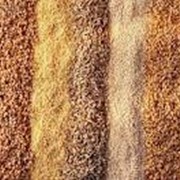 Культуры кормовые зерновые фотография