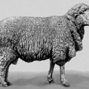 Тонкорунные породы овец фото