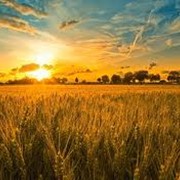 Зерно, зерновые культуры