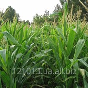 Семена кукурузы Манифик(Франция) фотография