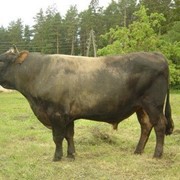 Племенные коровы молочно-мясного направления телята и быки в живом виде из Германии и Чехословакии. фото