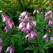 Дицентра исключительная (Dicentra eximia) фото