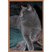 Продам подрощенного котенка фото