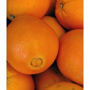Апельсины оптом Украина фото