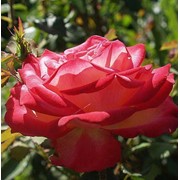 Среднерослые розы, Susan Hasapchir фото