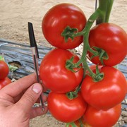 Семена томатов ЧЕРОКИ F1, семена, семена помидор, семена оптом, купить семена фото