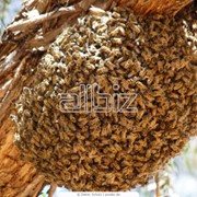 Пчеломатки фотография