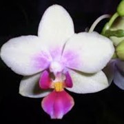 Орхидея макси фотография