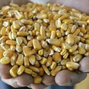 Кукуруза в зернах фото