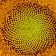 Семена подсолнечника сорта Чумак фото