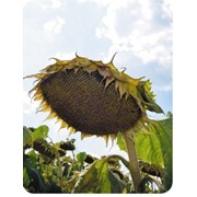 Семена подсолнуха Лакомка/ Насіння соняшника Лакомка фотография