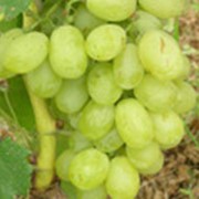 Вива Айка (Вегетирующие саженцы), черенки элитных сортов винограда, черенки ввинограда, черенки экспорт, черенки винограда от производителя, черенки винограда, продажа черенков винограда, разведение винограда черенками