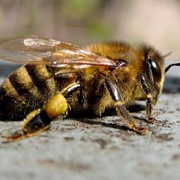 Препараты ветеринарные для пчел