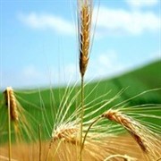 Закупаем пшеницу 5 класса фото