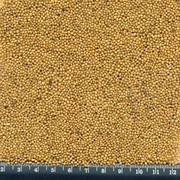 Сарептская горчица / Oriental mustard seed / Brassica Juncea фото