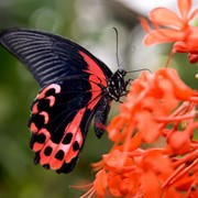 Живые бабочки фото