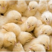 Цыплята,цыплята суточные,выращенные из домашнего яйца,домашняя птица. фото