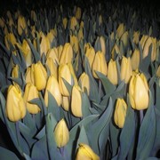 Цветы Тюльпана Strong Gold фото