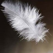 Чистка перьев и пуха фото