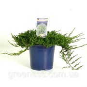 Можжевельник горизонтальный Вилтони -- Juniperus horizontalis Wiltonii