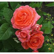 Саженцы роз Vivienne Westwood фото