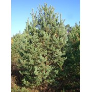 Сосна, ель фото