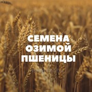 Семена озимой пшеницы на посев фото