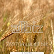 Пшеница от Фермерского хозяйства “Агро-Виктория Катеринополь“ фото