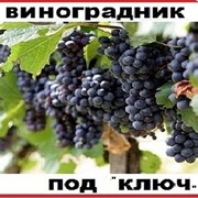 Виноградник “под ключ“ фото