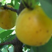 Саженцы абрикоса Ананасний фото