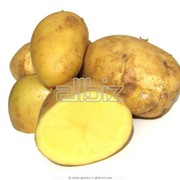 Оптовая продажа картофеля фотография