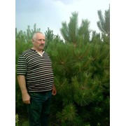 Сосна крымская для озеленения и на елку Новогоднюю, Красноград фото
