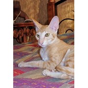 Кошка сиамская и ориентальная фото