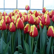 Сортовые тюльпаны фото