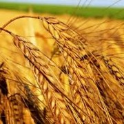 Пшеница оптом Украина фото
