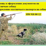 Оформлення документів на мисливського собаку фото