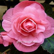 Бегония махровая Pink 4/5 фото