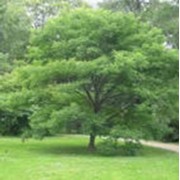 Саженцы лиственных деревьев фото
