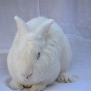 Кролик Панон фото