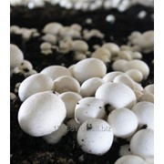 Міцелій для вирощування грибів фото