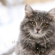 Ветеринарный препарат для кошек Лактобифадол фото