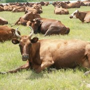 Прием на летнее время крупного рогатого скота для выпаса фото